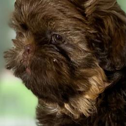 Reese - Chocolate and tan male Shih Tzu puppy in Cullman, Alabama from Divine Hill Farm