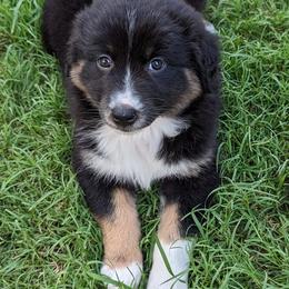 Australian Shepherd Puppies from Firelight Australian Shepherds