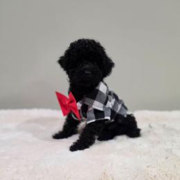 Coop (AKC) - Black male Poodle puppy in Rainbow City, Alabama from Spinks Poodles