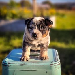 Anatolian Shepherd Dog and Australian Cattle Dog Puppies from 4D Cattle Dogs