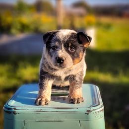Anatolian Shepherd Dog and Australian Cattle Dog Puppies from 4D Cattle Dogs