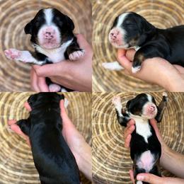 Grace - Tri-color female Bernedoodle puppy in Yuciapa, California from AlltheDoodlez_