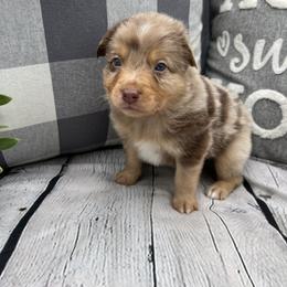 Miniature Australian Shepherd Puppies from B my Sunshines Mini Aussies