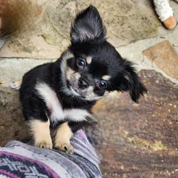 Chihuahua Puppies from Chosen Chihuahuas