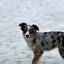 Zoey - Miniature Australian Shepherd