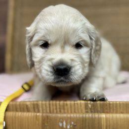 Miss Yellow - Light golden female Golden Retriever puppy in Tonasket, Washington from Denzil’s Goldens