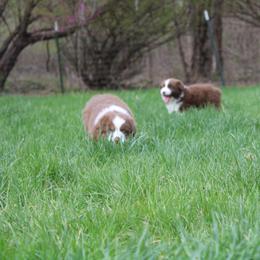 Australian Shepherd Puppies from Starlit Grove Australian Shepherds