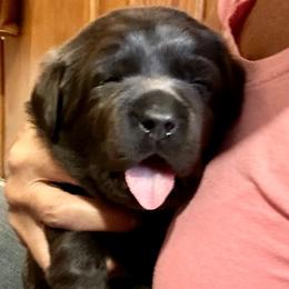 Dilute Retriever and Labrador Retriever Puppies from The Sugar & Spice Ranch Labrador Retrievers
