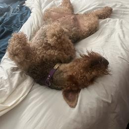 Airedale Terrier Puppies from Cool Hand Luke Kennels