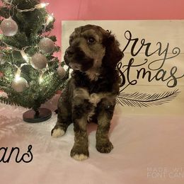 Poodle Puppies from Cosmic Caliber Standard Poodles