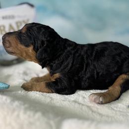 Boy 4 - Phantom male Poodle puppy in Middlebourne, West Virginia from El Silencio Standard Poodles