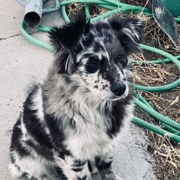 Charlie - Miniature American Shepherd