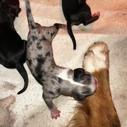 Felicity - Blue merle female Miniature Australian Shepherd puppy in Asheboro, North Carolina from Stellar Aussies