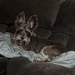 Biscuit - Miniature Schnauzer