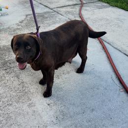 Horta - Labrador Retriever