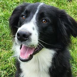 English Shepherd puppies from Tranquil Morning Farm