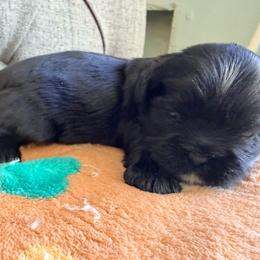 Chad - Black male Shih Tzu puppy in Hemet, California from Aloha Shih Tzu