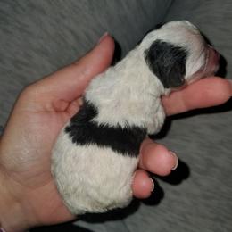 Gator - Parti male Yorkipoo puppy in Cottageville, South Carolina from Mandy's Yorkie's , Yorkiepoo's & Maltipoo's