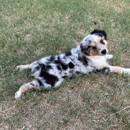 Snoopy - Blue merle male Australian Shepherd puppy in Glendale, Arizona from Woodard Aussies