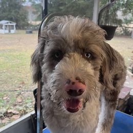 Ozel - Aussiedoodle