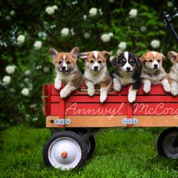 Pembroke Welsh Corgi Puppies from Annwyl McCorgis