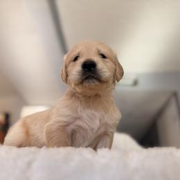 Orzo - Light golden male Golden Retriever puppy in Sierra Vista, Arizona from Golden Borealis
