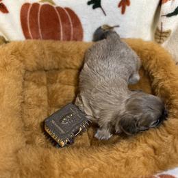 Shih Tzu Puppies from Lavender Lane Tzus