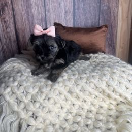 Rose - Black and tan female Yorkshire Terrier puppy in Tulsa, Oklahoma from Conns Cuddly Canines