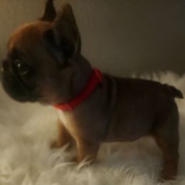 French Bulldog Puppies from Ma Chérie French Bulldogs