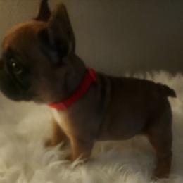 French Bulldog Puppies from Ma Chérie French Bulldogs