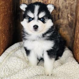 Rapunzel - Black and white female Pomsky puppy in Grass Valley, California from Karalot Pomskies
