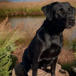 Roxy - Labrador Retriever