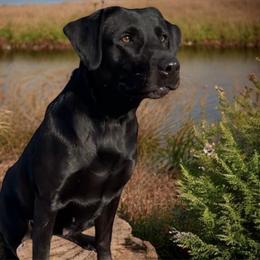 Roxy - Labrador Retriever