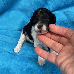 Poodle Puppies from Canyon Spring Ranch Poodles