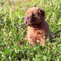Fedora - Blue sable female Chinese Shar-Pei puppy in Lehigh Acres, Florida from Florida Wrinkles