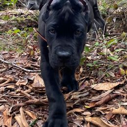 Cane Corso from Loch and Spruce Cane Corso