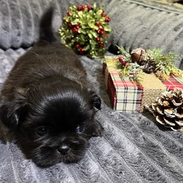 Boy 4 - Black and white male Shih Tzu puppy in Fair Grove, Missouri from Hilltop Shih Tzus