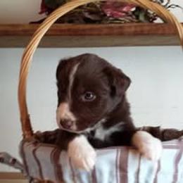 Australian Shepherd Puppies from AussieLand Shepherds