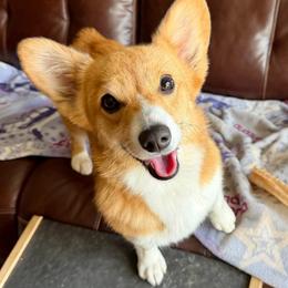 Pretzel - Red female Pembroke Welsh Corgi puppy in Thornton, New Hampshire from Dinger’s Dogs