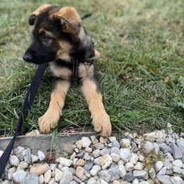 German Shepherd Puppies from Adelheid Shepherds