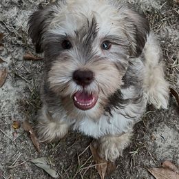 Andy - Liver male Miniature Schnauzer puppy in Carriere, Mississippi from Sassy Schnauzers