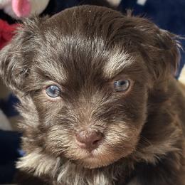 Valentino - Chocolate male Havanese puppy in Arizona from HavaDoggie