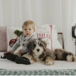 Bernedoodle, Bernese Mountain Dog, and Poodle Puppies from Bubbling Springs Doodles, LLC