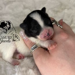 VIOLET - Black parti female Pomeranian puppy in Willis, Texas from Treasured Jewels Pomeranians