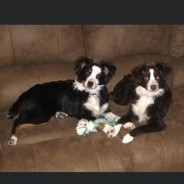 Miniature Australian Shepherd Puppies from Copper Line Aussies