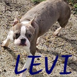 Levi - Boston Terrier