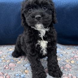 Licorice - Black male Cockapoo puppy in Berea, Kentucky from Blair’s Furry Friends