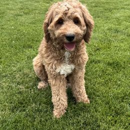 Goldendoodle All Grown Up from Polly Wolly Doodles