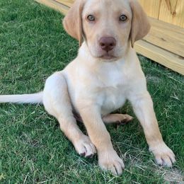 Dilute Retriever Puppies from Wayalife Labradors