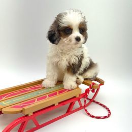 Dancer - Merle male Cavapoo puppy in Melissa, Texas from Southern Love Cavapoos & Maltipoos